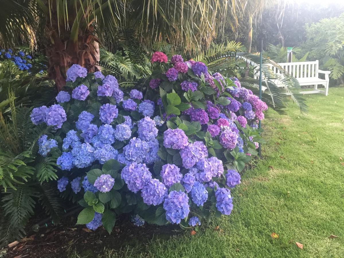Constantia Valley Lodge Kapstaden Eksteriør billede